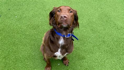 27 adorable dogs at Battersea Dogs and Cats Home that.